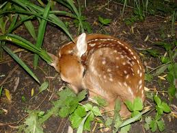 Fawn - photo by Elfer courtesy of Creative Commons.